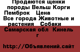 Продаются щенки породы Вельш Корги Пемброк › Цена ­ 40 000 - Все города Животные и растения » Собаки   . Самарская обл.,Кинель г.